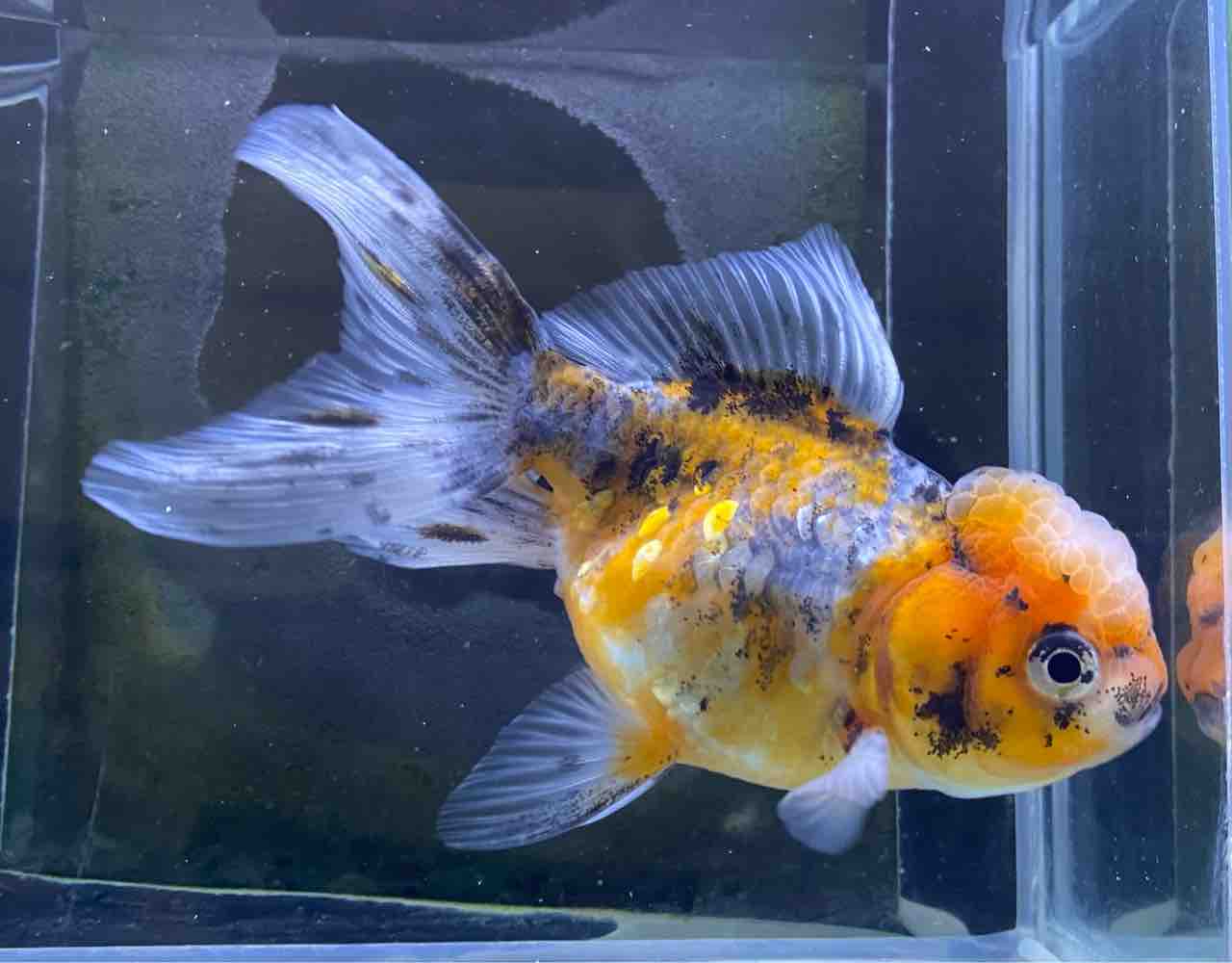 🐟金魚•メダカ入舎情報‼️ : かねだい足立店ブログ