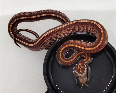 Polish_20240918_161741145