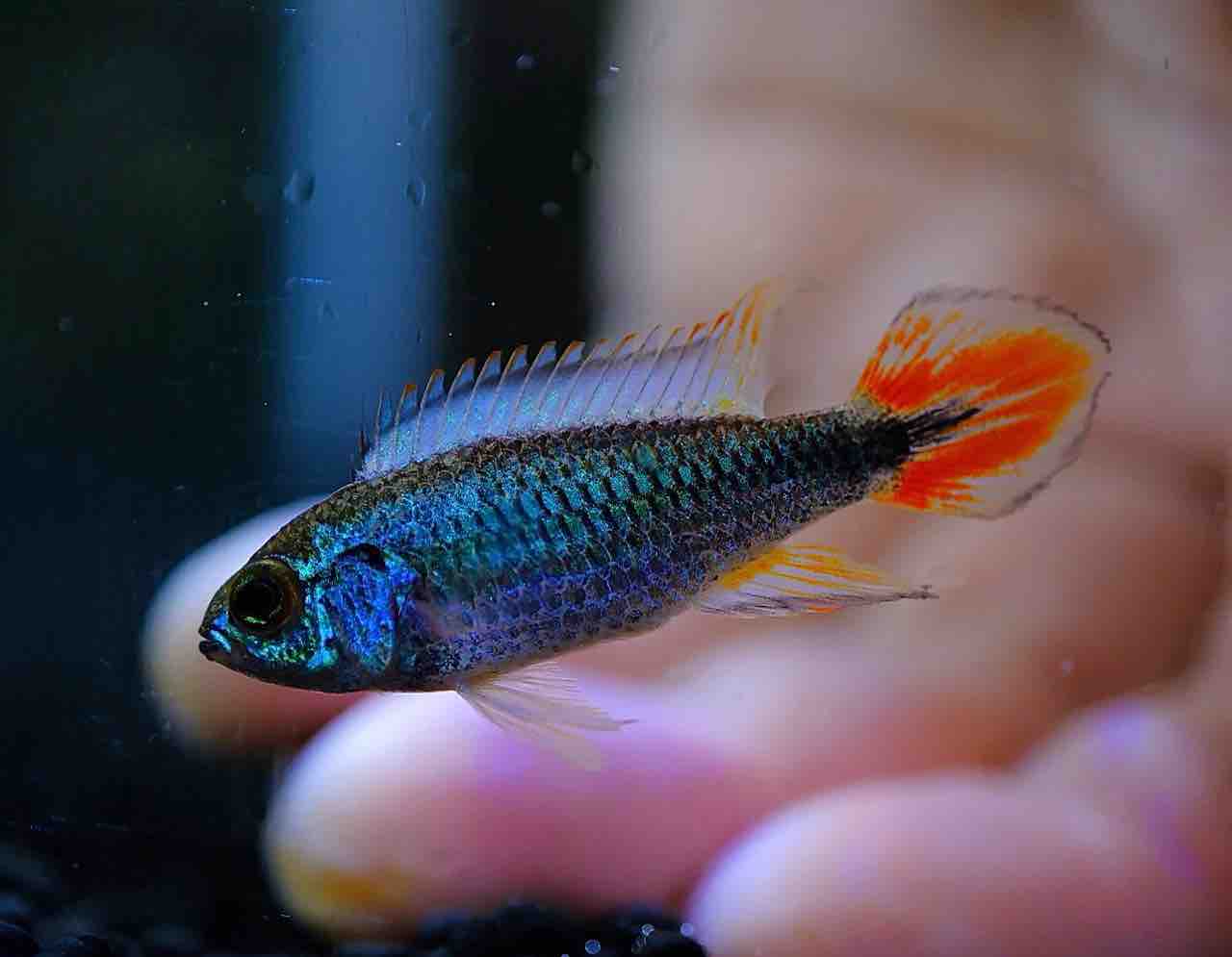 5月8日(金)熱帯魚入荷情報🐟 : かねだい足立店ブログ