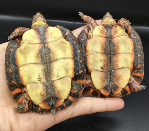 Polish_20230227_171254953