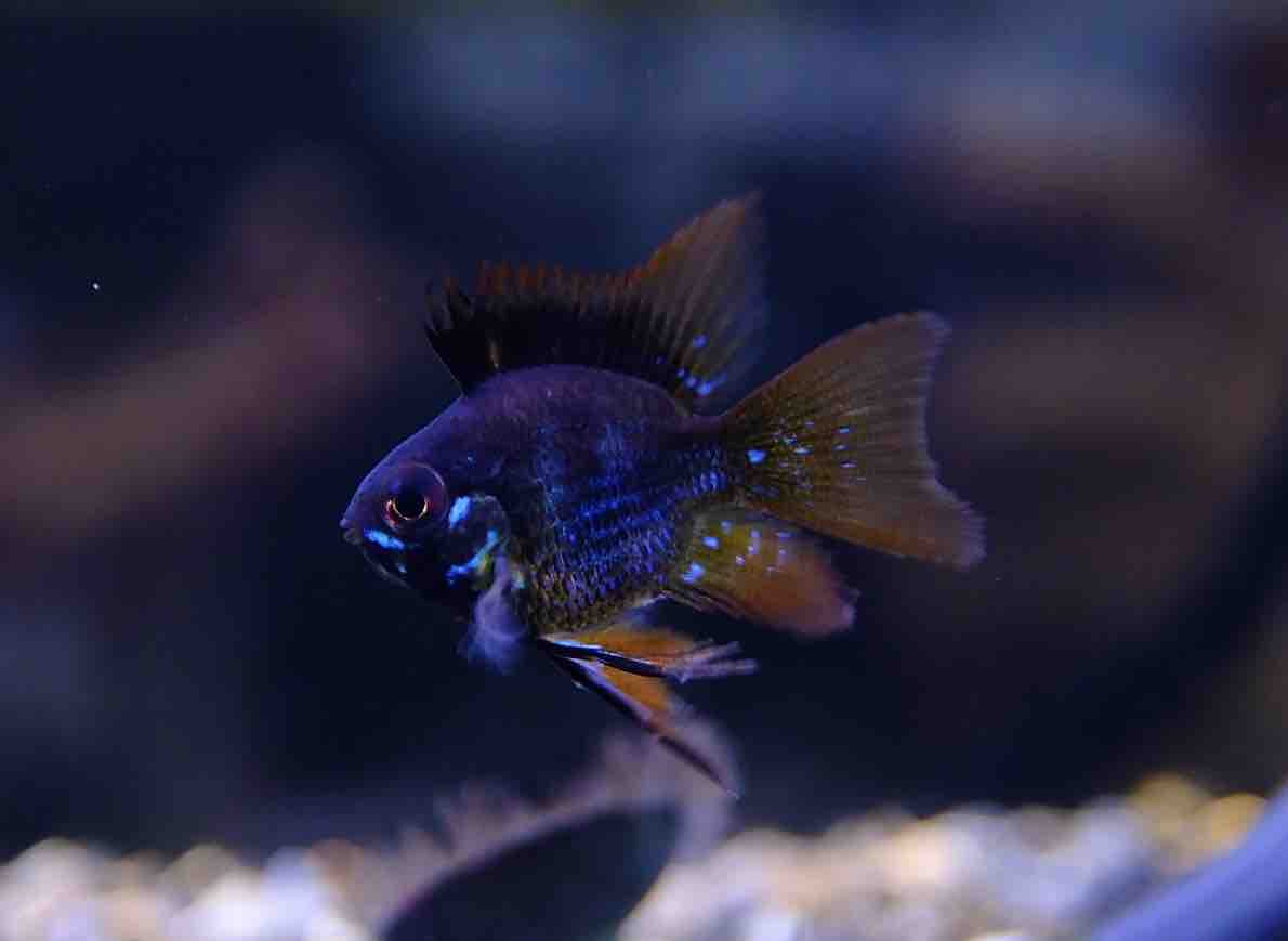 熱帯魚　決まりました。 9月4日(木)熱帯魚入荷情報①🐟 : かねだい足立店ブログ