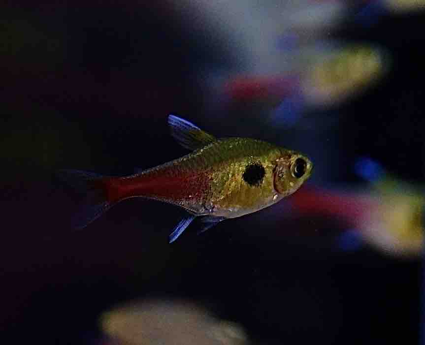アピスト F1稚魚5匹 グアジャラメリン レアcf アピストグラマ 淡水魚 