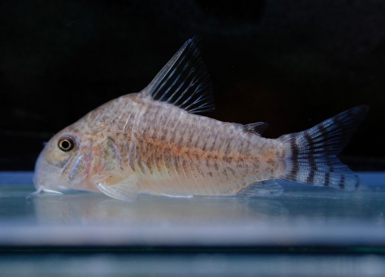 銀製熱帯魚 1月21日(土)熱帯魚入荷情報！ : かねだい足立店ブログ