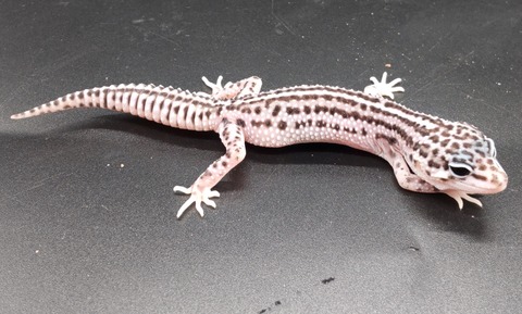 Polish_20231226_180816853