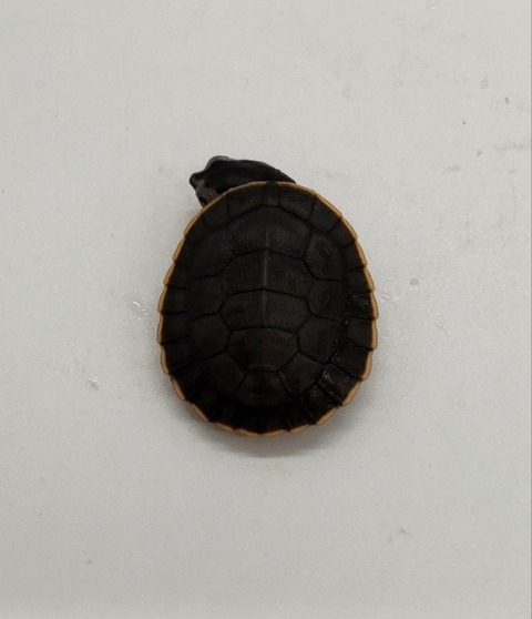 Polish_20240624_160710320