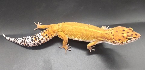 Polish_20231219_152139560