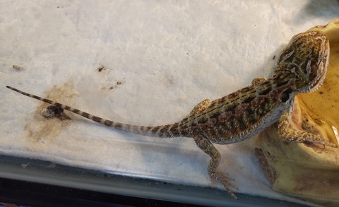 Polish_20231213_160009185