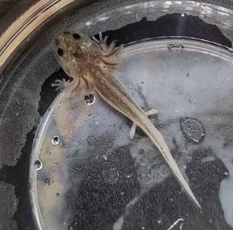 Polish_20231225_183131621