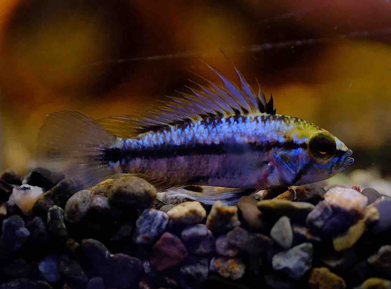 5月15日(金)熱帯魚入荷情報🐟 : かねだい足立店ブログ 5月15日(金)熱帯魚入荷情報🐟 : かねだい足立店ブログ
