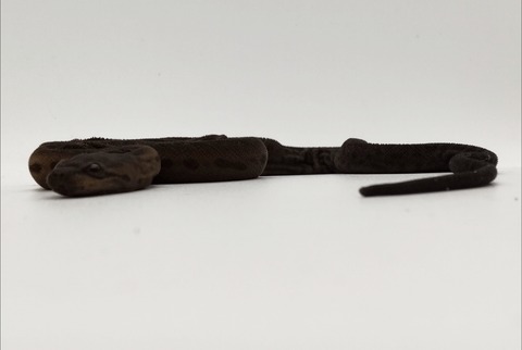 Polish_20240903_160955697