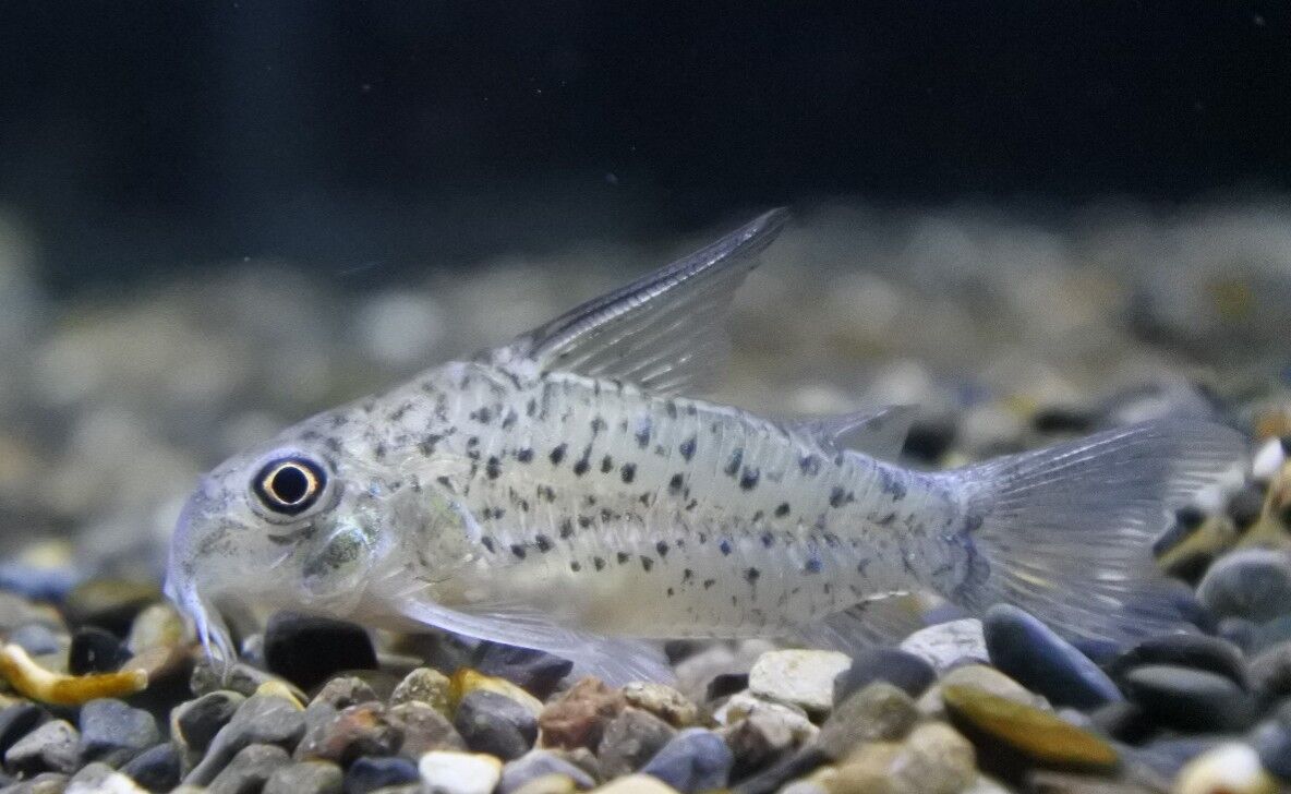 熱帯魚オススメ情報 コリドラス かねだい足立店ブログ