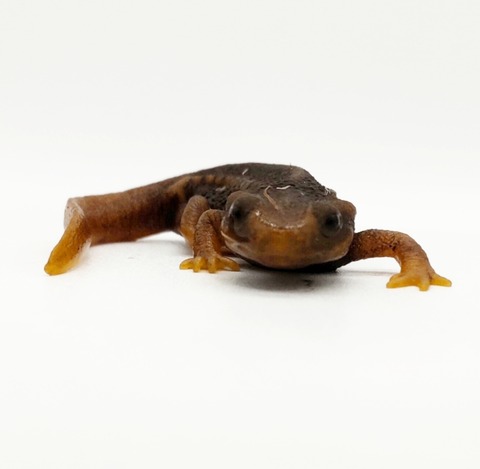 Polish_20250224_165553441