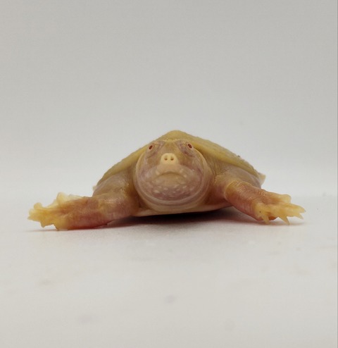 Polish_20240624_160108719