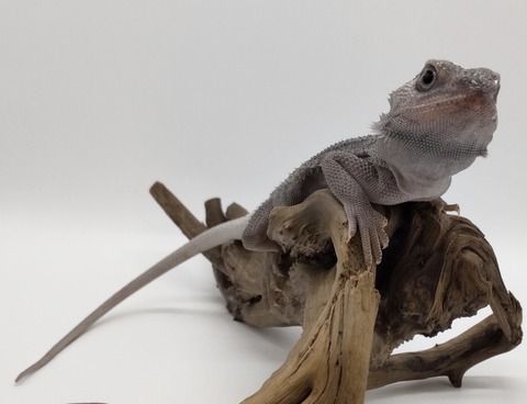 Polish_20240716_145928318