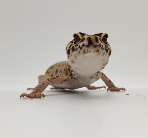 Polish_20240428_175556877