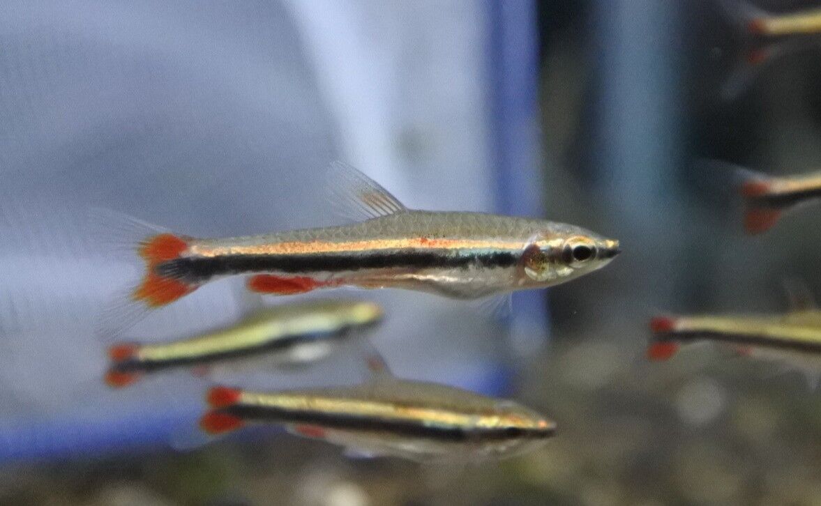 熱帯魚オススメ情報 かねだい足立店ブログ