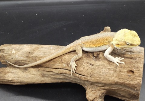 Polish_20231213_155545254