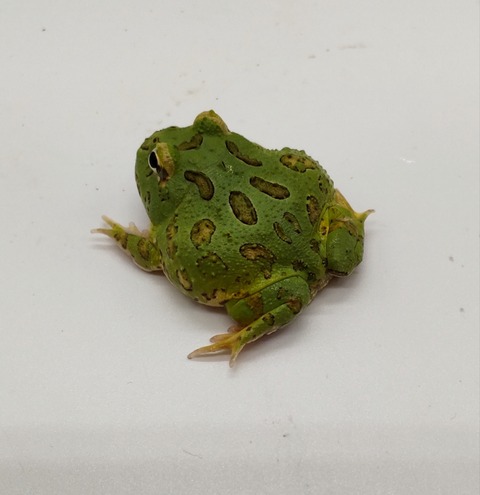 Polish_20240522_172849073