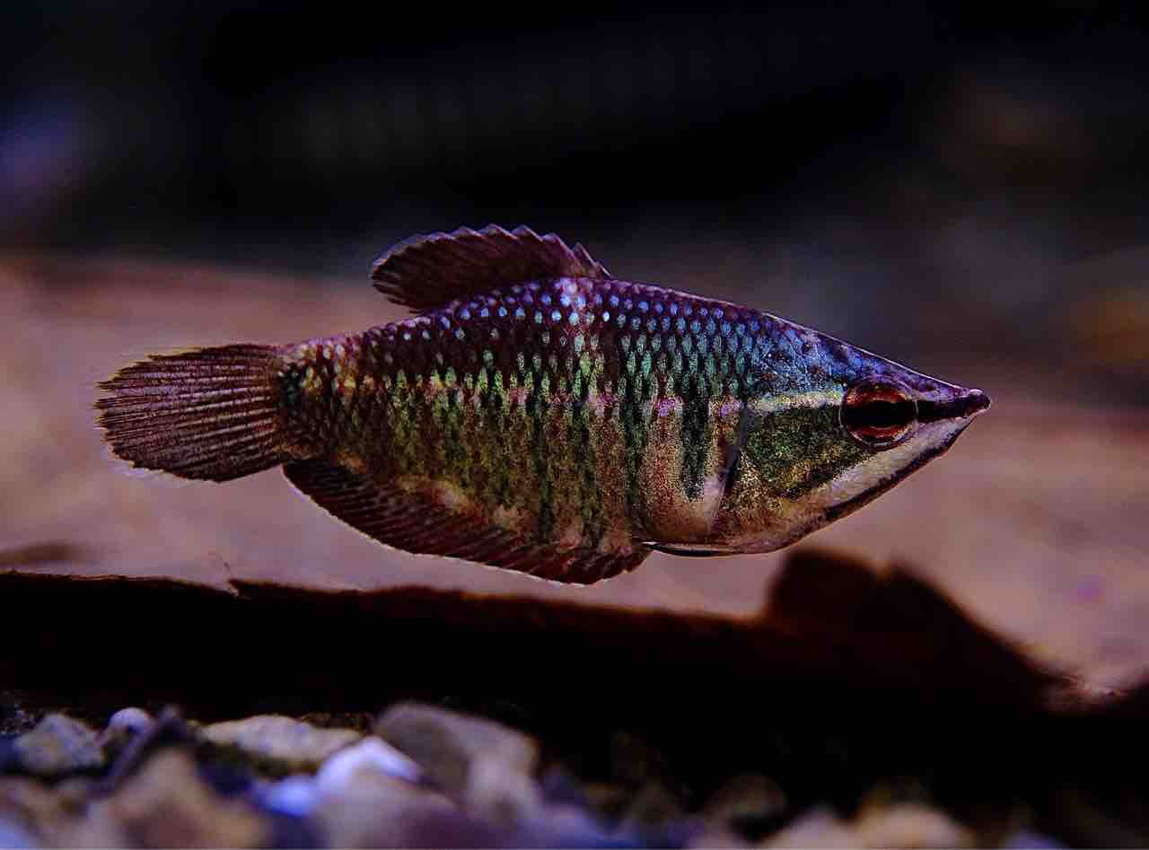 5月23日(金)熱帯魚入荷情報&入荷予定情報🐟 : かねだい足立店ブログ