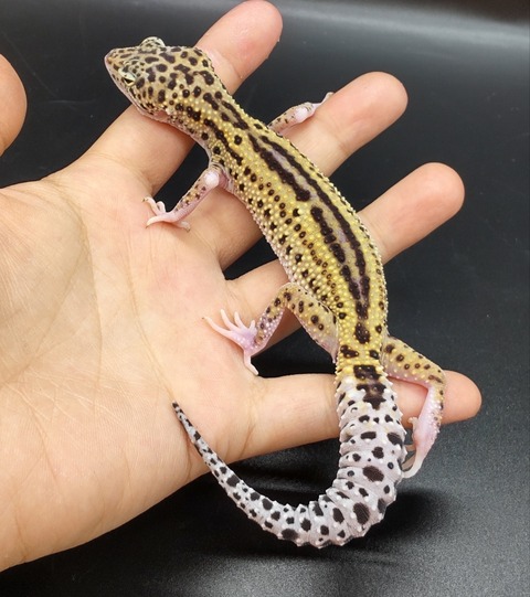 Polish_20230420_142712661