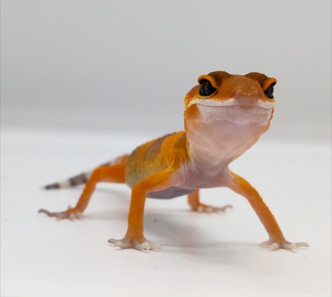 Polish_20240903_152450166