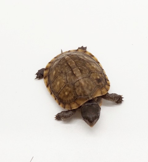 Polish_20250225_170010198