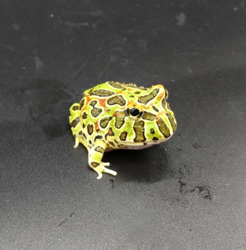 Polish_20231017_154225510