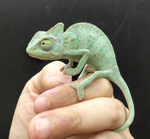 Polish_20240122_175248686