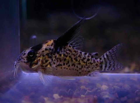 10月20日(月)熱帯魚入荷情報🐟 : かねだい足立店ブログ