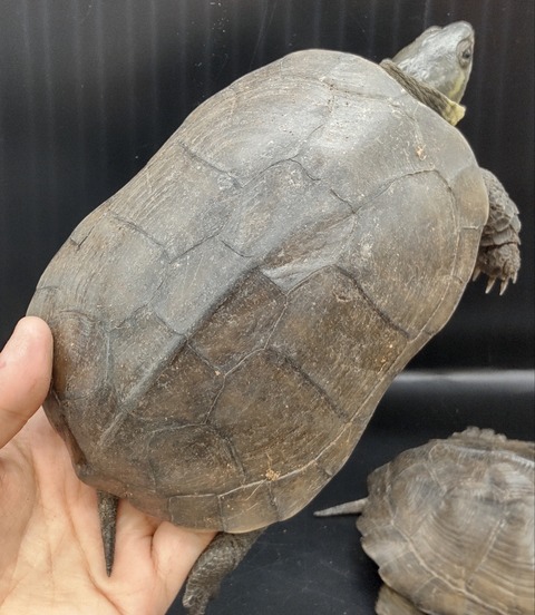 Polish_20230227_171001578