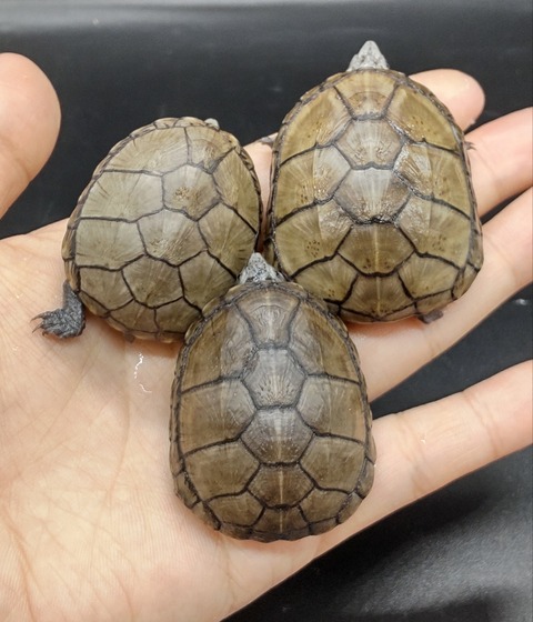 Polish_20230419_153526464