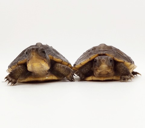 Polish_20250225_170524433