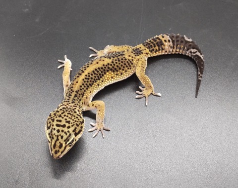 Polish_20230420_142424142