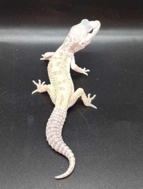 Polish_20231226_180850296