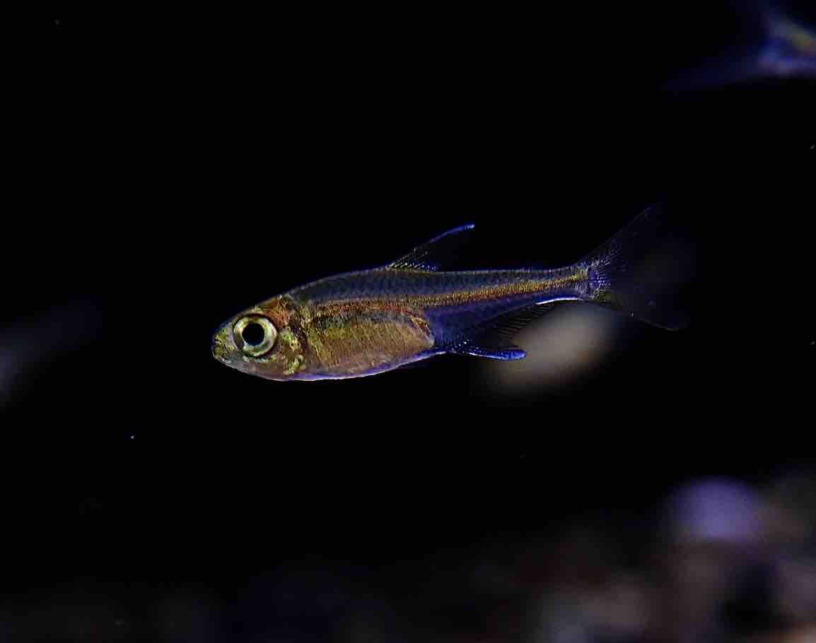 銀製熱帯魚 5/16 入荷魚紹介 - 静岡市の熱帯魚専門店（大型魚・古代魚・珍魚