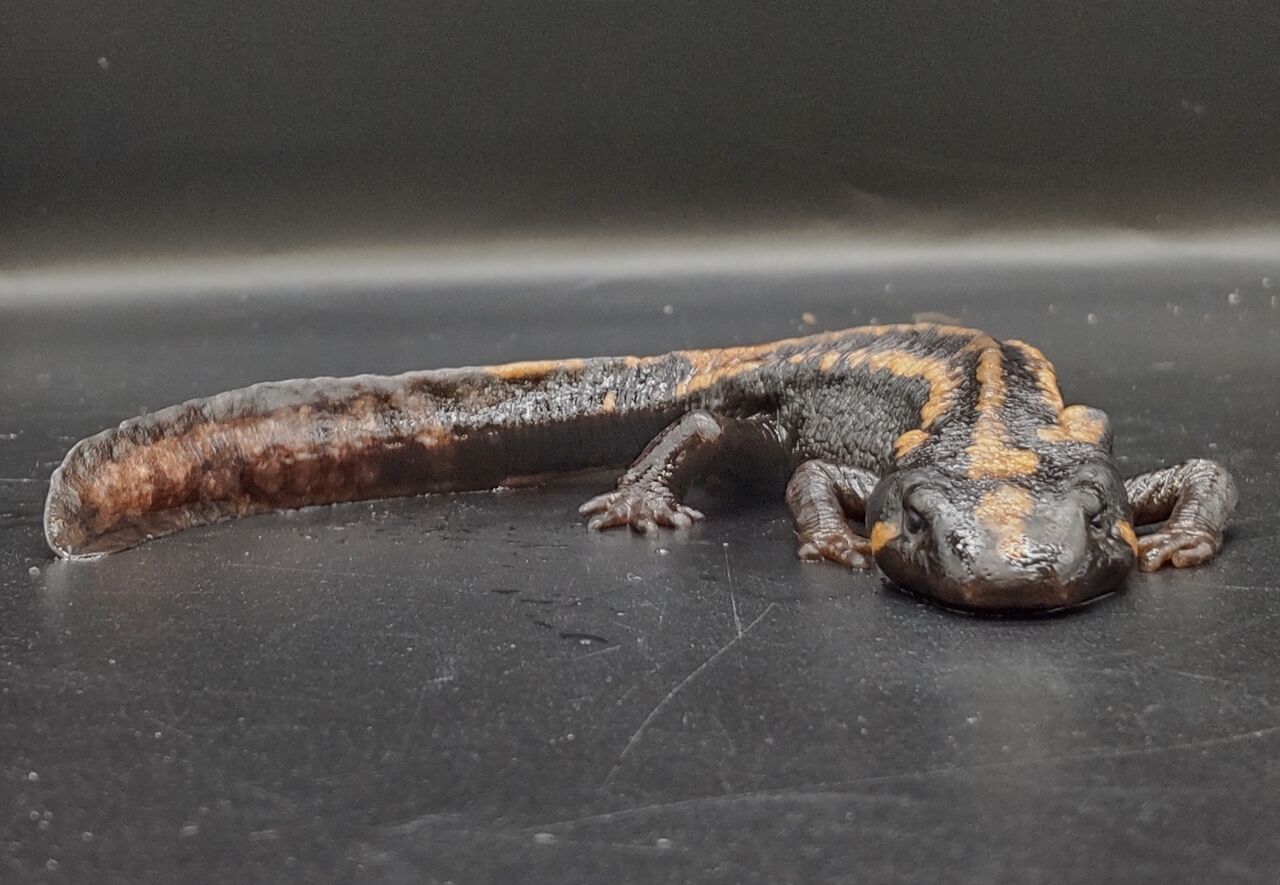 ベトナムコブイモリ 幼体2匹