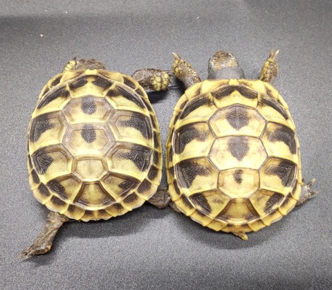 Polish_20231226_180554112