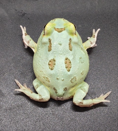 Polish_20231225_183429850