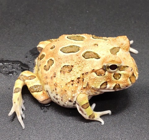 Polish_20231225_183537128