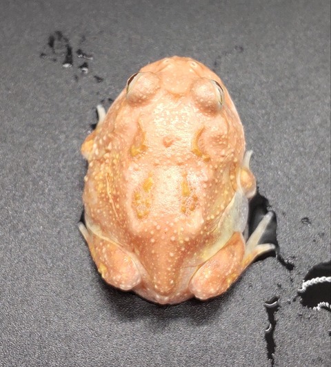 Polish_20231225_183641230