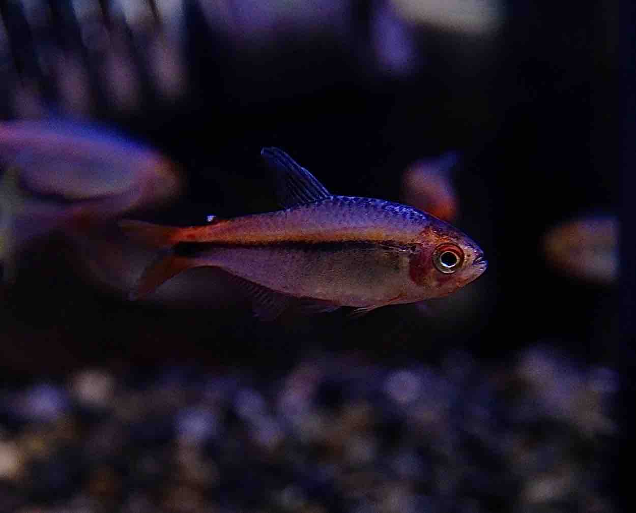 5月2日(金)熱帯魚入荷情報②🐟 : かねだい足立店ブログ