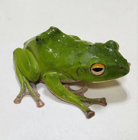 Polish_20240214_144804550