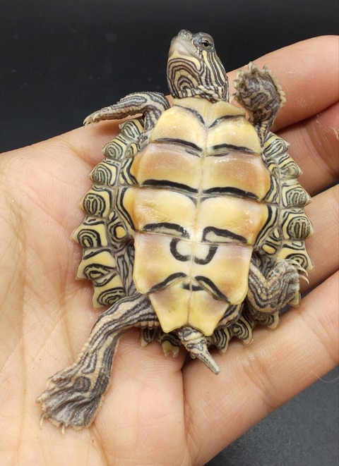 Polish_20231226_180654473