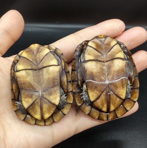 Polish_20230419_153354650