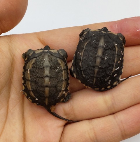 Polish_20240722_172758310