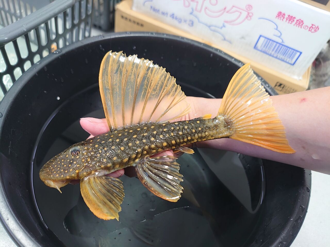4月8日(土)熱帯魚入荷情報！ : かねだい足立店ブログ
