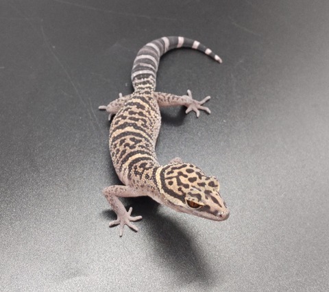 Polish_20230418_160036610