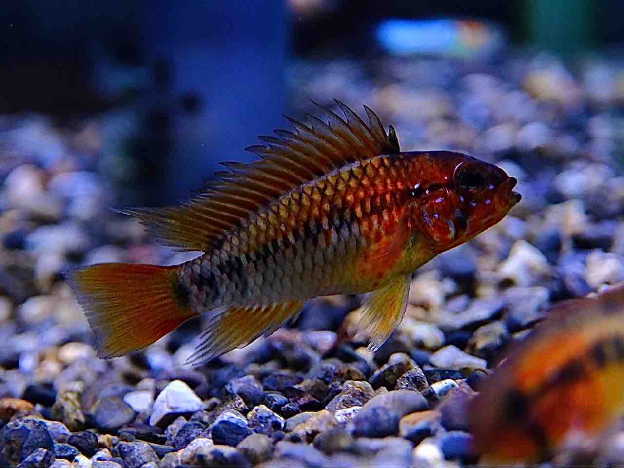 8月29日(金)熱帯魚入荷情報? : かねだい足立店ブログ