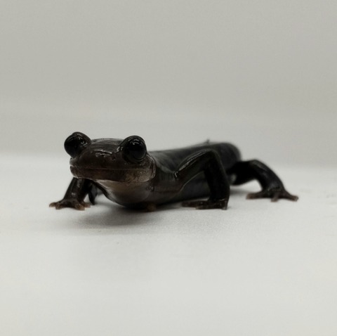 Polish_20240522_170209011