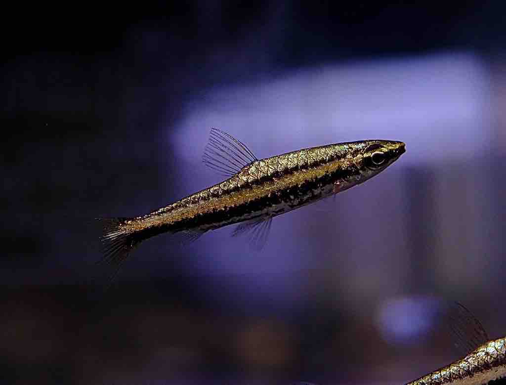 熱帯魚様 81YBjqGclmL._AC_UF350,